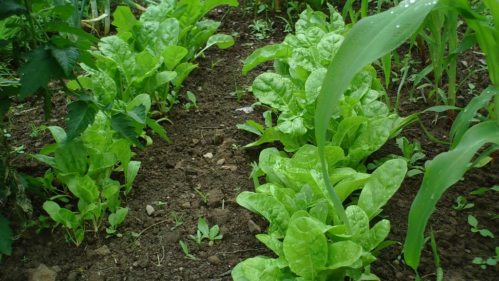 A vegetable garden