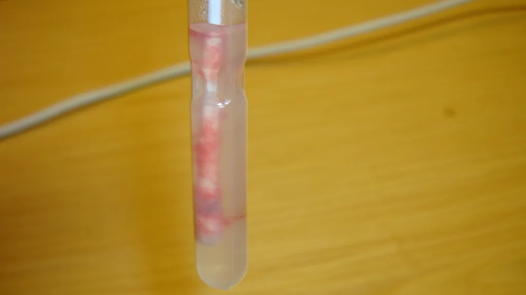 A culture swab in a clinical laboratory